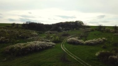 İlkbaharın başlarında, tarımsal tarlaların yakınındaki küçük ormandaki kırsal yolun havadan görünüşü. İnsansız hava aracı görüntüleri. Doğal manzara..