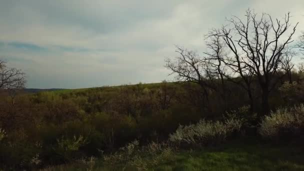 Vue Aérienne Des Arbres Dans Forêt Paysage Naturel Images Drones — Video