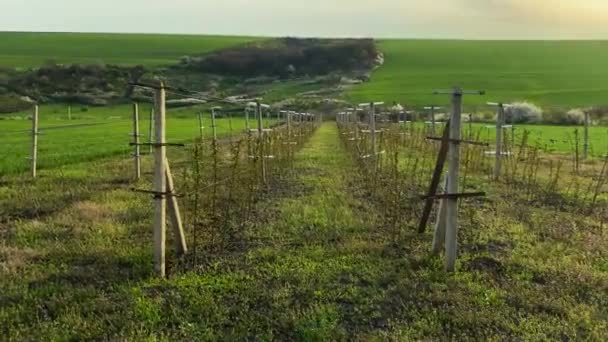 緑の農業分野でのブドウ畑の風景 自然背景 — ストック動画