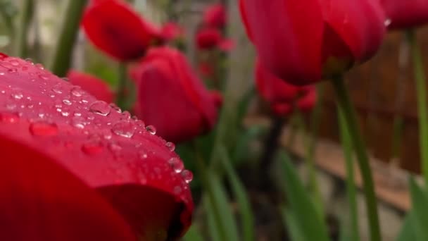 Primer Plano Hermosos Tulipanes Rojos Con Gotas Agua — Vídeo de stock