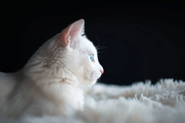 Крупный План Портрет Белой Кошки Голубыми Глазами Лежащими Пушистой Клетке — стоковое фото