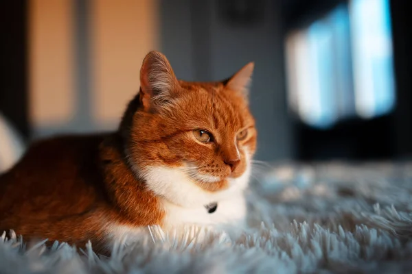 고양이의 황금빛 라미드 — 스톡 사진