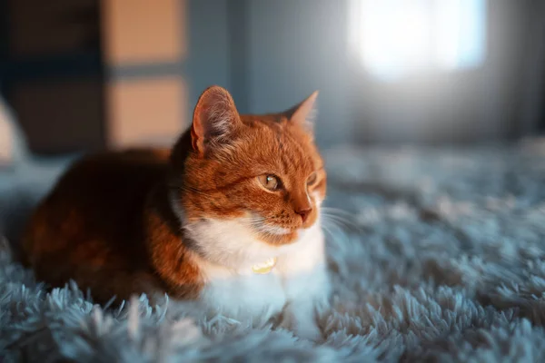 고양이의 황금빛 라미드 — 스톡 사진