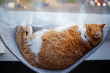 Kedilerin vitrininde uyuyan kırmızı kedinin yakın çekim görüntüsü..