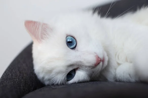 Yumuşak Sandalyeye Uzanmış Mavi Gözlü Beyaz Tüylü Kedinin Yakın Çekimi — Stok fotoğraf