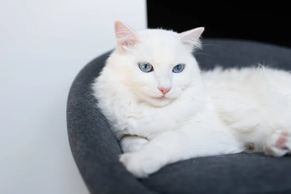 부드러운 의자에 고양이의 — 스톡 사진