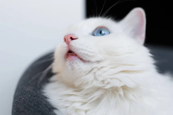 蓝眼睛的白色绒毛猫的鼻子特写 — 图库照片