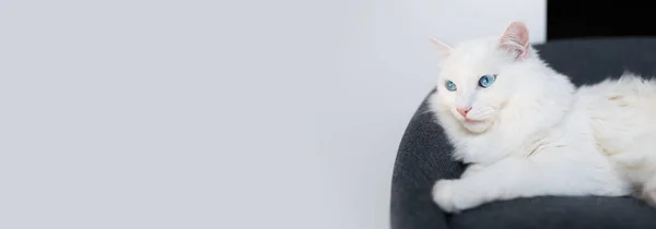 Retrato Close Gato Branco Fofo Com Olhos Azuis Deitados Cadeira — Fotografia de Stock