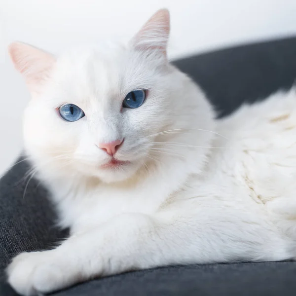 부드러운 의자에 솜털흰 고양이의 — 스톡 사진