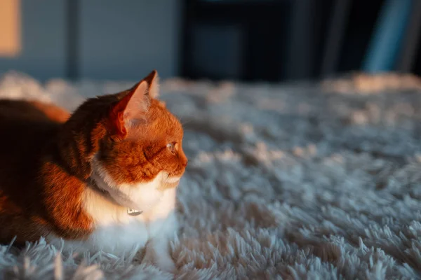 Närbild Sida Porträtt Röd Vit Katt Liggande Mjuk Säng — Stockfoto