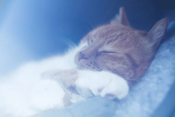 Close Retrato Gato Adormecido Através Vidro Janela — Fotografia de Stock