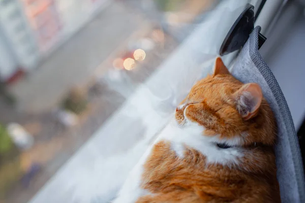 Червоний Кіт Спить Віконному Ліжку Котів — стокове фото