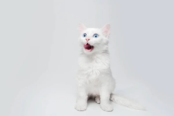 Estudio Retrato Gato Gatito Blanco Aislado Sobre Fondo Gris Claro — Foto de Stock