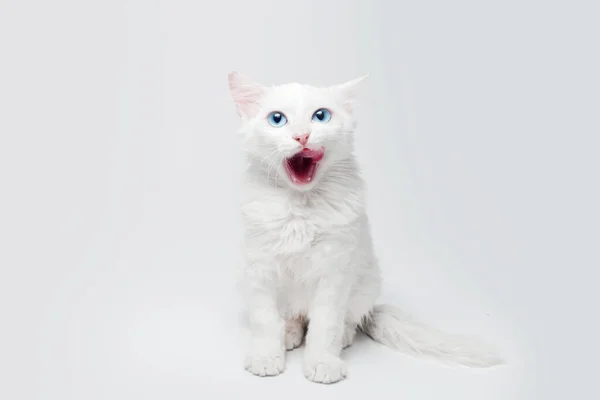 Estudio Retrato Gato Gatito Blanco Aislado Sobre Fondo Gris Claro — Foto de Stock