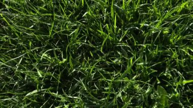 Yeşil çimlerin en üst görüntüsü. Doğal soyut arkaplan.