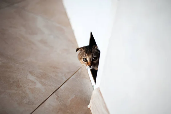 The kitty cat hiding, looks through a small hole.