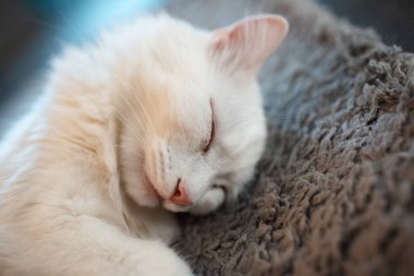 Yerde uyuyan beyaz kedinin yakın plan portresi..