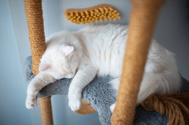 Kedi evi ağacında uyuyan mavi gözlü beyaz kedi portresi.