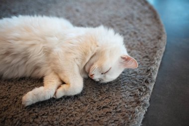 Yerde uyuyan beyaz kedinin yakın plan portresi..