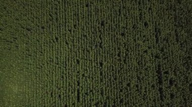 Ayçiçeği tarlasının havadan görünüşü. İnsansız hava aracı görüntüleri. Tarım arazisi.