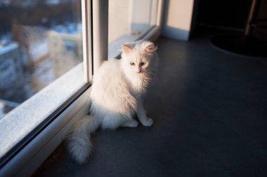 Pencerenin yanında mavi gözlü beyaz kedicik portresi.