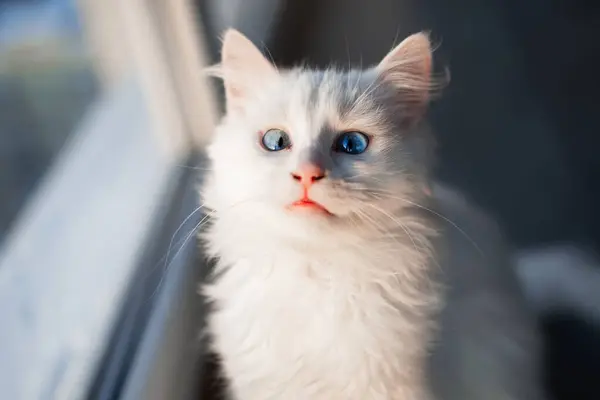 Portrait of white little kitty cat with blue eyes near window.