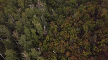 Sonbahar ormanının havadan görünüşü. Ağaçların drone görüntüsü.