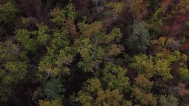 Sonbahar ormanının havadan görünüşü. Ağaçların drone görüntüsü.