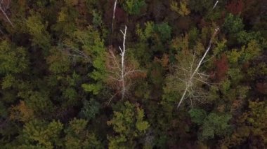 Sonbahar ormanının havadan görünüşü. Ağaçların drone görüntüsü.