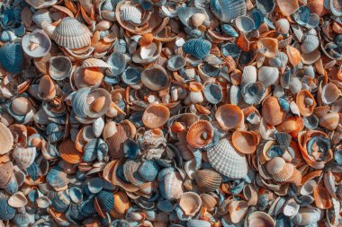 Güzel deniz kabukları. Renkli desen. Doğal arka plan. Soyut görüntü. Üst Manzara. Yaz zamanı..