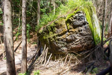 Kuru ağaçları olan bir ormanda dev taşlar.