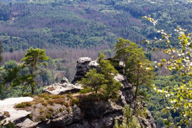 Yüksek bir dağdan yeşil ormanların doğal güzelliğinin nefes kesici bir görüntüsü.