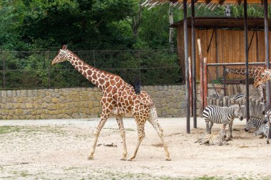 Uzun, benekli bir zürafa diğer hayvanlarla birlikte ulusal parkta yürüyor..