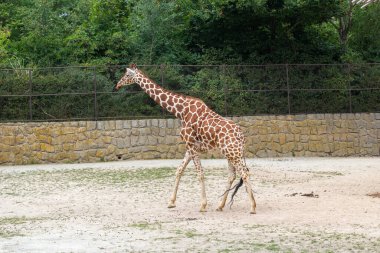 Uzun, benekli bir zürafa diğer hayvanlarla birlikte ulusal parkta yürüyor..