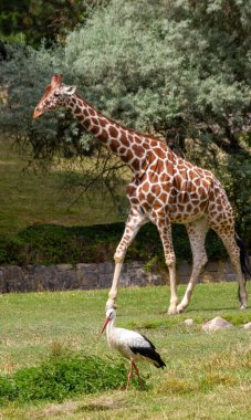 Uzun, benekli bir zürafa diğer hayvanlarla birlikte ulusal parkta yürüyor..