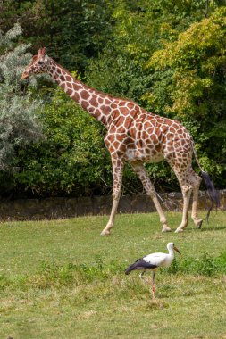 Uzun, benekli bir zürafa diğer hayvanlarla birlikte ulusal parkta yürüyor..