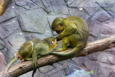 Çek Cumhuriyeti 'ndeki ulusal parktaki bir ağaçta küçük bir maymun oynuyor. Yakın plan.