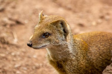 Sarı bir firavun faresi arka ayakları üzerinde duruyor ve avını arıyor..