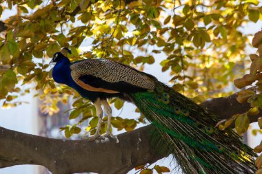 Tavuskuşu parkta bir ağaçta oturuyor.