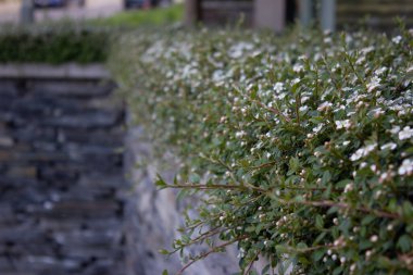 Yeşil Bush küçük beyaz çiçekler