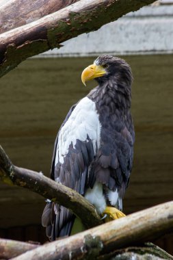 Prag Hayvanat Bahçesi 'ndeki bir ağaç dalında bir kartal oturuyor.