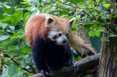 Kızıl bir panda yeşil bir ormanda huzur içinde yürüyor.