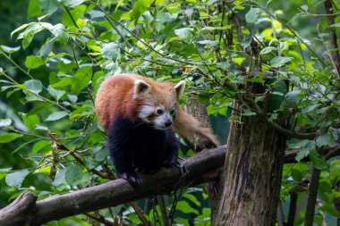 Kızıl bir panda yeşil bir ormanda huzur içinde yürüyor.