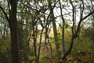 Ağaçlar ve yapraklarla dolu sonbahar ormanı