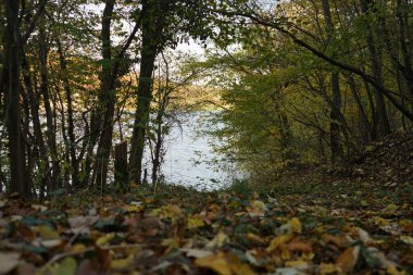 Nehir ve ağaçlarla dolu sonbahar manzarası
