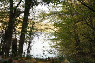 Sonbahar manzarası. Yapraklar bir ağacın dallarında. Ormanda sonbahar ağaçları. Sonbahar. Sonbaharda doğa kavramı