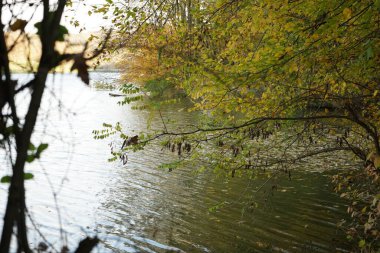 Sonbahar yaprakları, sonbahar bitkileri