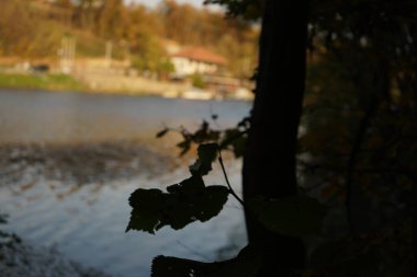 Arka planda göl olan güzel bir sonbahar parkı manzarası.