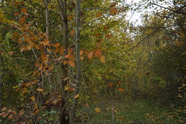 Ağaçlar ve yapraklarla dolu sonbahar manzarası