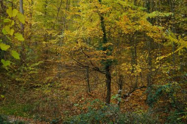Ormanı olan güzel bir manzara.